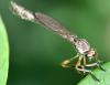 Leptogaster sp.